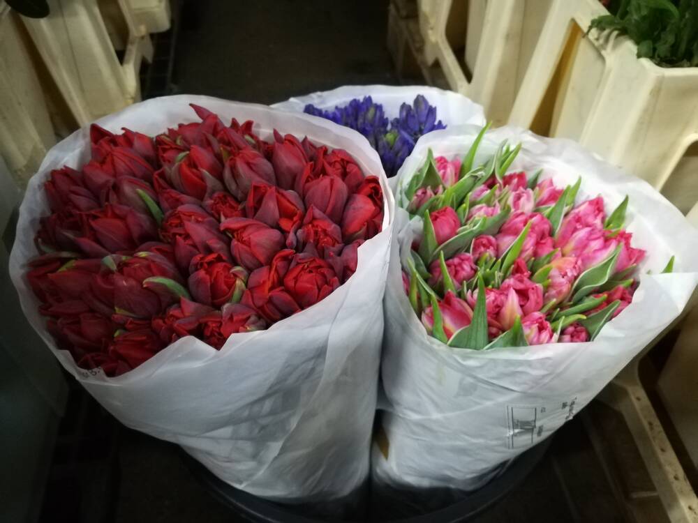 Тюльпаны купить в омске оптом